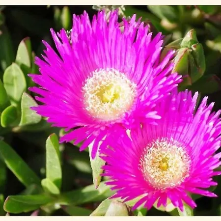 Gli Amanti Del Sole - Acconia-cz * Curinga